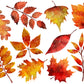 Clipart - Autumn Leaves