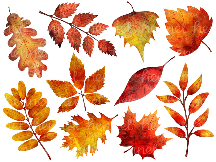 Clipart - Autumn Leaves